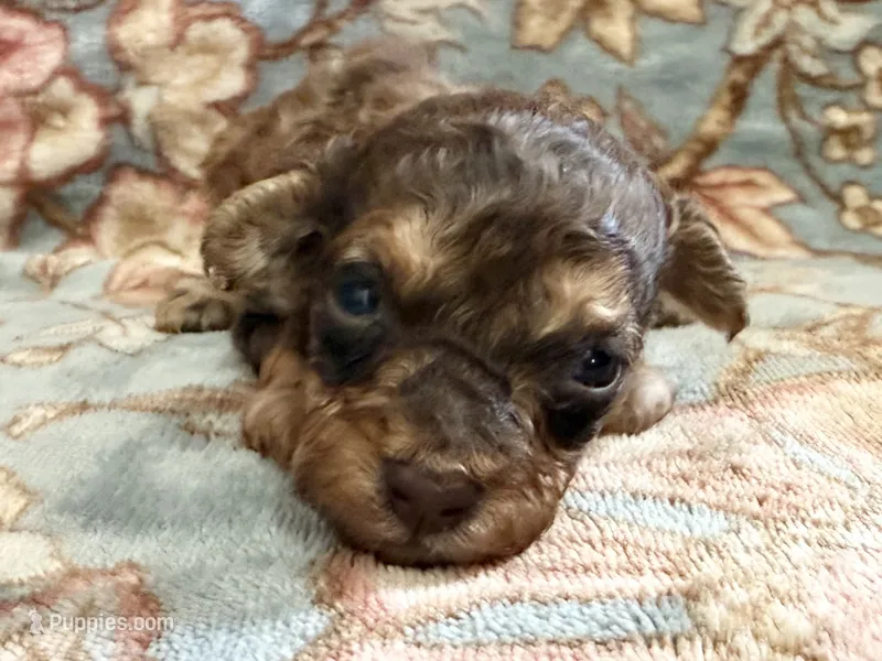 Teddy – Poodle - Toy  puppy for sale in Winchester, OH