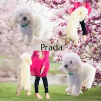 Prada, a female Poodle - Toy  for sale in Winchester, OH – 1 of 6