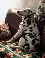 Jolly, a female Dalmatian for sale in Winchester, OH – 5 of 9
