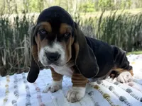 Bloom, a female Basset Hound for sale in Winchester, OH – 2 of 10