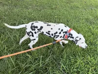Jolly-Pending pick up, a female Dalmatian for sale in Winchester, OH – 10 of 10
