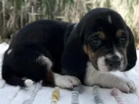 Skipper, a female Basset Hound for sale in Winchester, OH – Photo 2 of 6