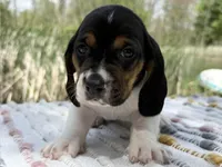 Skipper, a female Basset Hound for sale in Winchester, OH – Photo 4 of 6