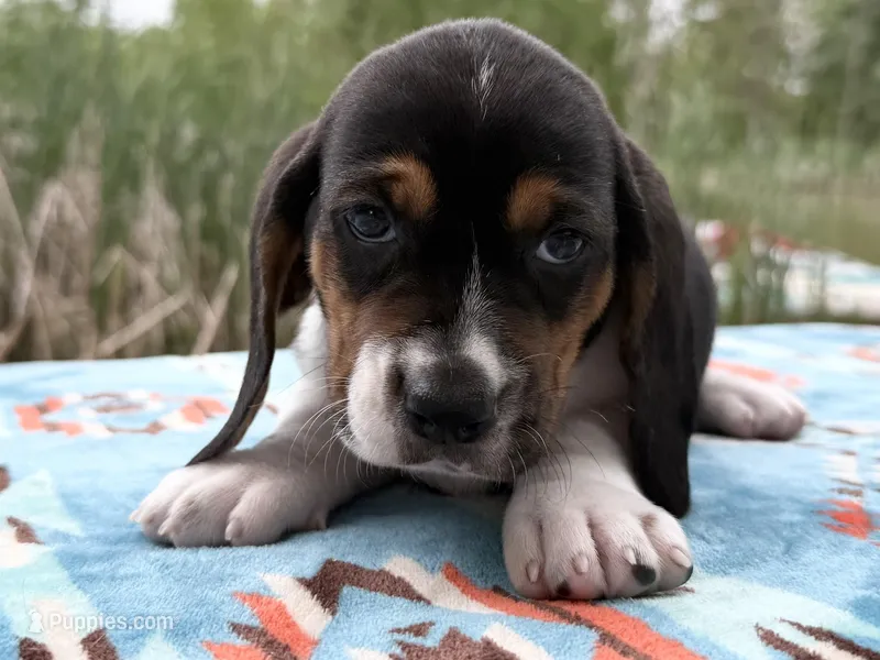 Skipper – Basset Hound puppy for sale in Winchester, OH