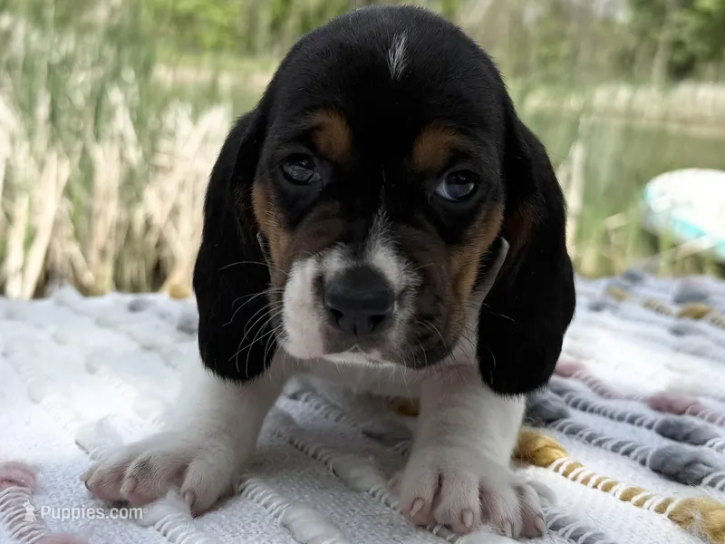 Skipper – Basset Hound puppy for sale in Winchester, OH