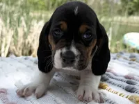 Skipper, a female Basset Hound for sale in Winchester, OH – Photo 1 of 6