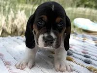Skipper, a female Basset Hound for sale in Winchester, OH – Photo 5 of 6
