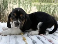Skipper, a female Basset Hound for sale in Winchester, OH – Photo 3 of 6