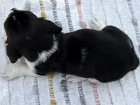 Skipper, a female Basset Hound for sale in Winchester, OH – Photo 6 of 6