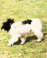 Rocky-AKC, a male Poodle - Toy  for sale in Winchester, OH – 3 of 6