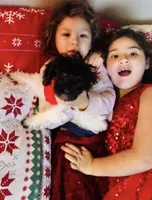 Rocky-AKC, a male Poodle - Toy  for sale in Winchester, OH – 5 of 6