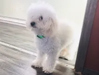 Prada, a female Poodle - Toy  for sale in Winchester, OH – 2 of 6