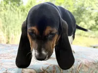 Skipper, a female Basset Hound for sale in Winchester, OH – 9 of 10
