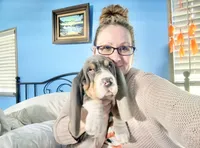Luke-AKC, a male Basset Hound for sale in Winchester, OH – 7 of 10