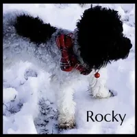 Rocky-AKC, a male Poodle - Toy  for sale in Winchester, OH – 1 of 6
