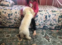 Prada, a female Poodle - Toy  for sale in Winchester, OH – 6 of 6