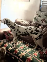 Jolly, a female Dalmatian for sale in Winchester, OH – 6 of 9