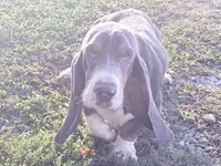 Luke-AKC, a male Basset Hound for sale in Winchester, OH – 3 of 10