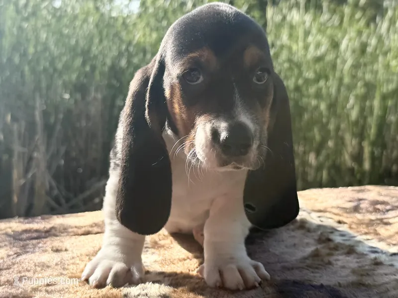 Skipper – Basset Hound puppy for sale in Winchester, OH
