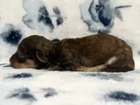 Teddy, a male Poodle - Toy  for sale in Winchester, OH – 7 of 8