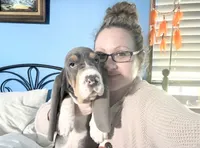 Luke-AKC, a male Basset Hound for sale in Winchester, OH – 9 of 10
