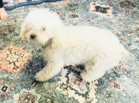 Prada, a female Poodle - Toy  for sale in Winchester, OH – 4 of 6