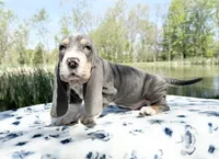 Luke-AKC, a male Basset Hound for sale in Winchester, OH – 8 of 10