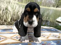Summer, a female Basset Hound for sale in Winchester, OH – 2 of 10