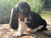 Skipper, a female Basset Hound for sale in Winchester, OH – 4 of 10