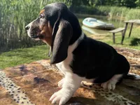 Skipper, a female Basset Hound for sale in Winchester, OH – 7 of 10