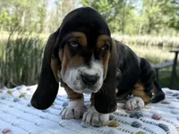 Bloom, a female Basset Hound for sale in Winchester, OH – 5 of 10