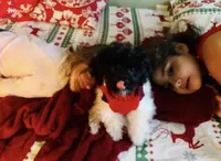 Rocky-AKC, a male Poodle - Toy  for sale in Winchester, OH – 4 of 6