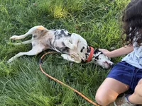 Jolly-Pending pick up, a female Dalmatian for sale in Winchester, OH – 9 of 10