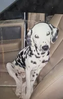 Jolly, a female Dalmatian for sale in Winchester, OH – 7 of 9
