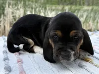 Pirate, a male Basset Hound for sale in Winchester, OH – Photo 7 of 10