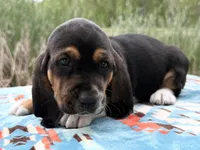 Pirate-RESERVED , a male Basset Hound for sale in Winchester, OH – 6 of 10