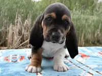 Pirate-RESERVED , a male Basset Hound for sale in Winchester, OH – 4 of 10
