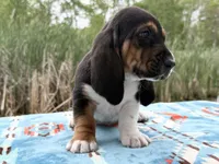 Pirate-RESERVED , a male Basset Hound for sale in Winchester, OH – 7 of 10
