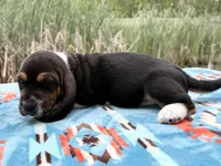 Pirate-RESERVED , a male Basset Hound for sale in Winchester, OH – 9 of 10