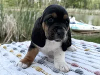 Pirate, a male Basset Hound for sale in Winchester, OH – Photo 2 of 10