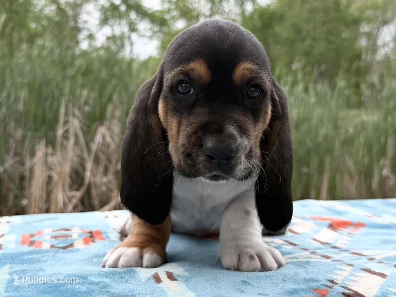 Pirate – Basset Hound puppy for sale in Winchester, OH