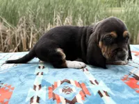 Pirate-RESERVED , a male Basset Hound for sale in Winchester, OH – 8 of 10