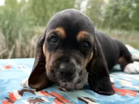 Pirate-RESERVED , a male Basset Hound for sale in Winchester, OH – 3 of 10