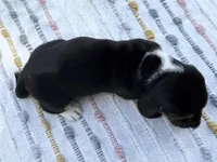 Pirate, a male Basset Hound for sale in Winchester, OH – Photo 9 of 10