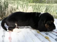 Pirate, a male Basset Hound for sale in Winchester, OH – Photo 10 of 10