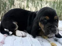 Pirate, a male Basset Hound for sale in Winchester, OH – Photo 3 of 10