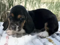 Pirate, a male Basset Hound for sale in Winchester, OH – Photo 6 of 10