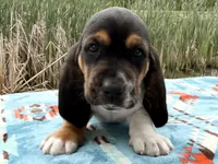Pirate-RESERVED , a male Basset Hound for sale in Winchester, OH – 2 of 10