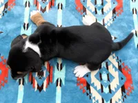 Pirate-RESERVED , a male Basset Hound for sale in Winchester, OH – 10 of 10