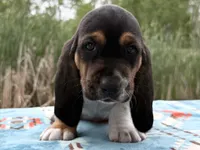 Pirate-RESERVED , a male Basset Hound for sale in Winchester, OH – 5 of 10